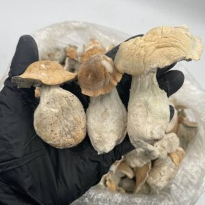 APE MUSHROOMS
